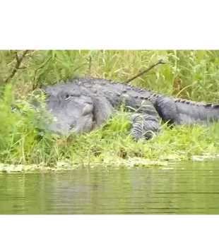 Fishing alongside Florida’s incredible wildlife!