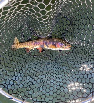 Hook of the day!