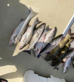 Landing the Prize: Striped Bass Fishing Success!