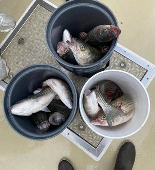 Reeling in the Bounty: Striped Bass Fishing