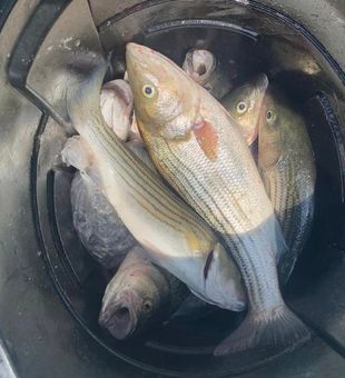 Hooked on Striped Bass