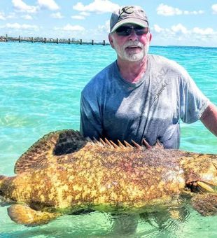 Goliath Grouper in North Fort Myers, FL