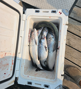 Trolling for Coho in clear conditions on the Knife River - fishing at its best!
