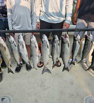 Blasted today with Coho Salmon and Rainbow Trout at Knife River Marina!