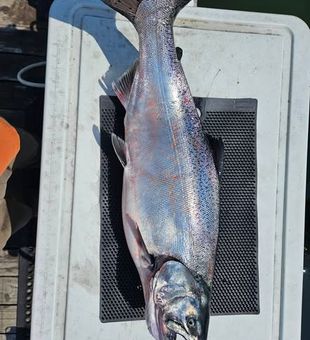 Fresh Salmon getting ready for filleting - Lake Superior, MN.
