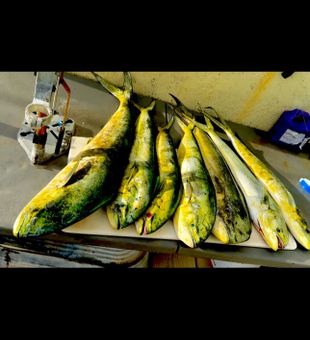 Big catch! 🎣🐟 #MahiMahi #FishingLife