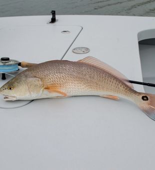 Hooked a Large Redfish in Corpus Christi, TX