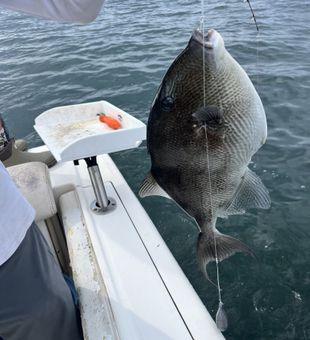 Strong gray triggerfish inshore catch
