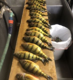 Perch Haul Of The Day In NY Waters