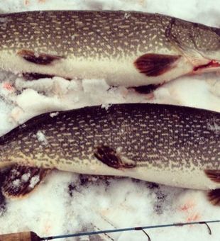 Pike Hotspots In NY Finger Lakes