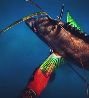 Crystal-clear waters and unbeatable spearfishing!
