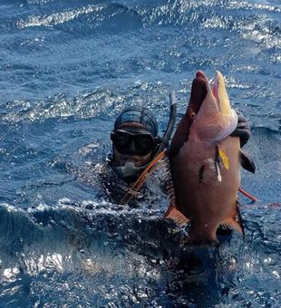Hogfish Speared  - Fajardo, Puerto Rico.