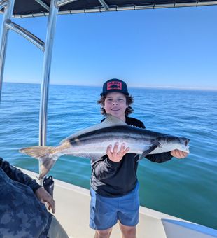 Cobia catch in St. Petersburg FL.