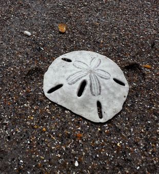 Lucky Outer Banks sand dollar find!