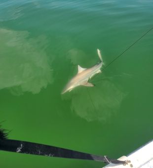 Sharks Unleashed, Tampa Style