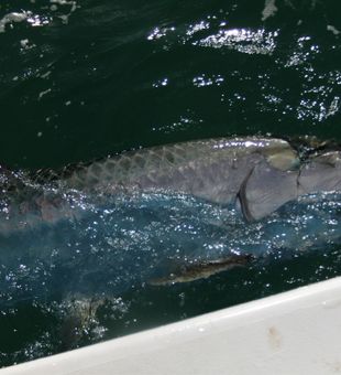 Reeled in silver kings ins Tampa waters