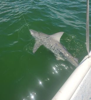 Reeled in Tampa's apex predators. 