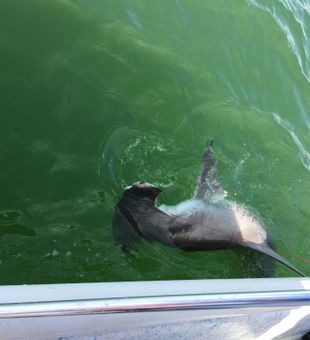 Shark Quest in Tampa