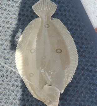 Tampa Bay Flounder Beauty Captured