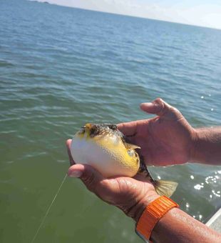 Book a guided fishing trip in Crystal River, FL and fish local hotspots.