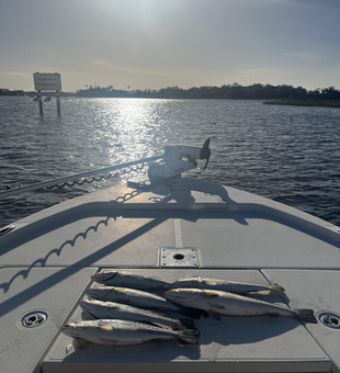 Reeled in some spotted weakfish at the secret fishing spot!