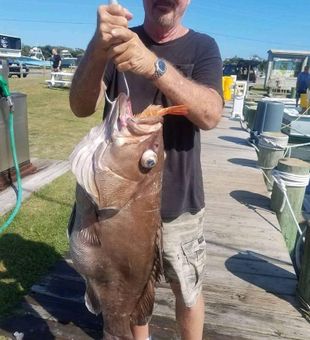 Large Groupers lured from Hatteras North Carolina