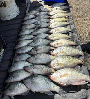 Impressive crappie haul! 🎣 #Fishing