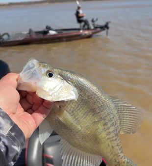Crappie catch on the water! 🎣