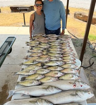 Outstanding striped bass haul from Cleveland OK waters!