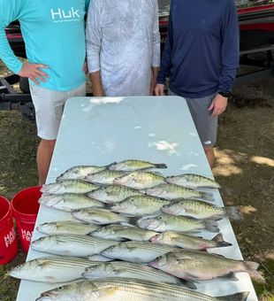 From spring spawning patterns to winter schools, we're on the fish.