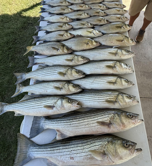 Blasted today with a mixed bag of stripers and white bass!