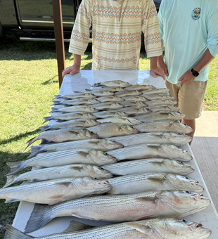 Three huge Striped Bass landed while jigging in clear conditions!