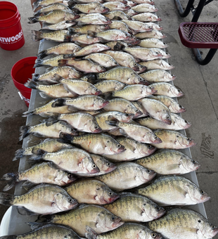 White crappie blasted today while jigging in Cleveland!