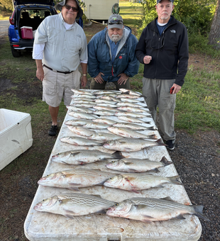 Successful striped bass haul from Clarks Hill Lake!