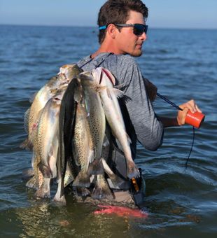 Impressive haul of Speckled Trout on the wade!