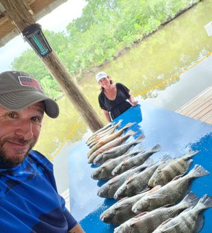 Black drum success in Hopedale Louisiana!