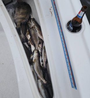 Stacked speckled trout haul!