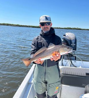 Beautiful Redfish in Florida