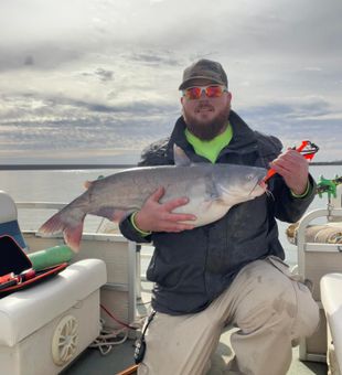 Big Blue Catfish action!