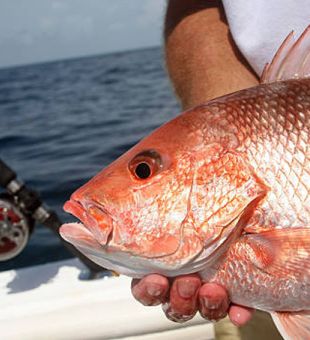 Charter Fishing Bradenton Beach FL Red Snapper!