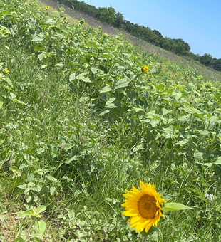 Perfect hunting country in Carbon's sunflower fields.
