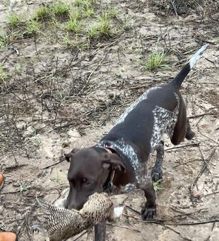 Successful retrieve in Carbon TX hunting grounds!