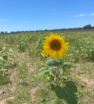 Beautiful sunflower stands tall in Carbon's open country.
