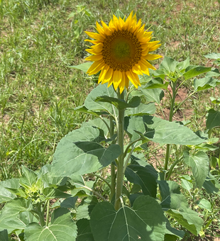 Bright yellow sunflower spotted in Carbon hunting grounds.