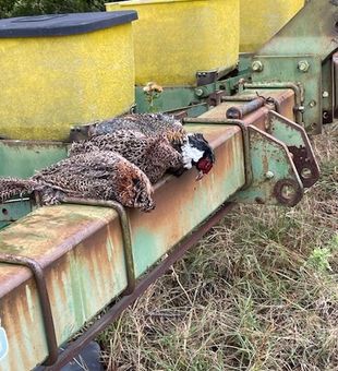 Wild turkey takes a break on hunting gear in Carbon TX.