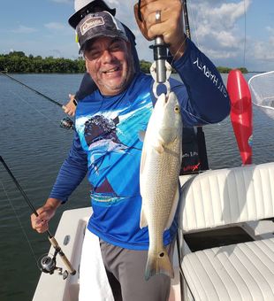 Redfish action near the mangroves