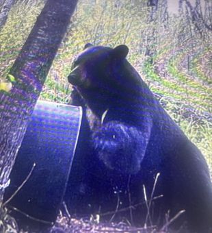 Massive black bear, barrel-fed.