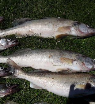 Several Walleye Species in Lake Erie