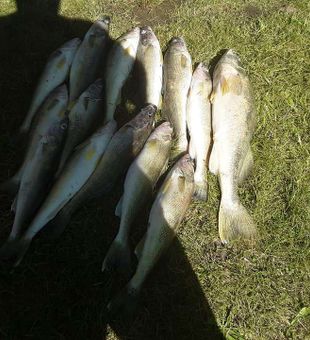 Walleye Run in Lake Erie