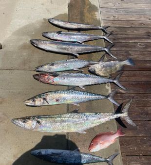 Loaded dock of shiny king mackerel!